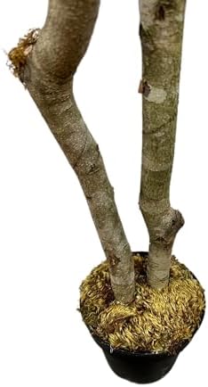 Cypress Alabaster 6ft Italian Black Olive Leaf Artificial Tree with Real Wood Trunk