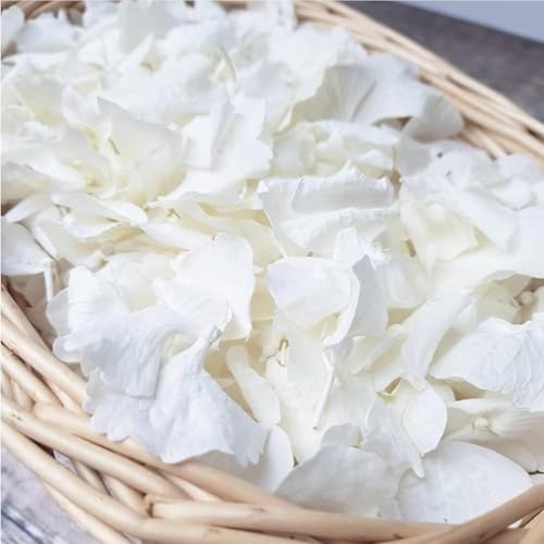 1500Pcs Real Dried Ivory White Hydrangea Petals