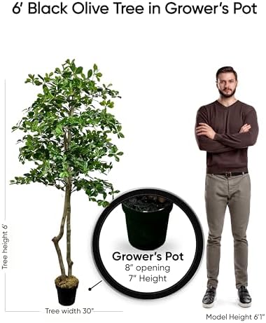 Cypress Alabaster 6ft Italian Black Olive Leaf Artificial Tree with Real Wood Trunk
