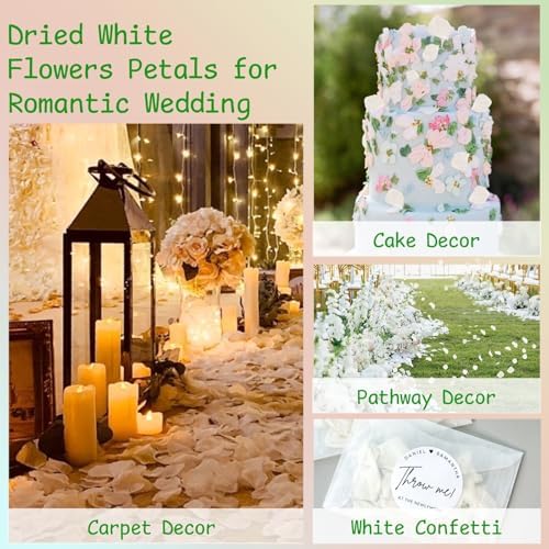 1500Pcs Real Dried Ivory White Hydrangea Petals