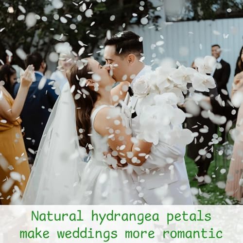 1500Pcs Real Dried Ivory White Hydrangea Petals