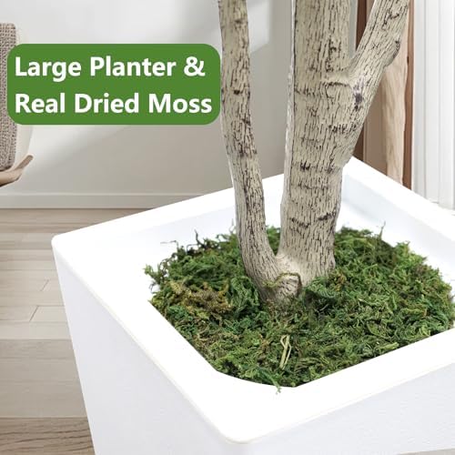 7FT Artificial Olive Tree with Dried Moss and White Pot