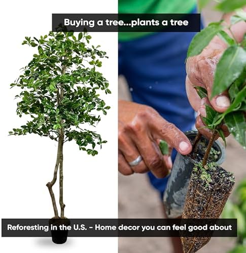 Cypress Alabaster 6ft Italian Black Olive Leaf Artificial Tree with Real Wood Trunk