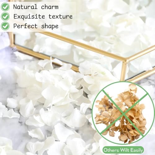 1500Pcs Real Dried Ivory White Hydrangea Petals