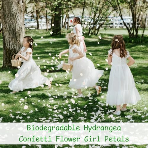 1500Pcs Real Dried Ivory White Hydrangea Petals