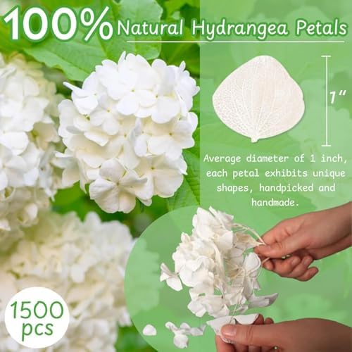 1500Pcs Real Dried Ivory White Hydrangea Petals