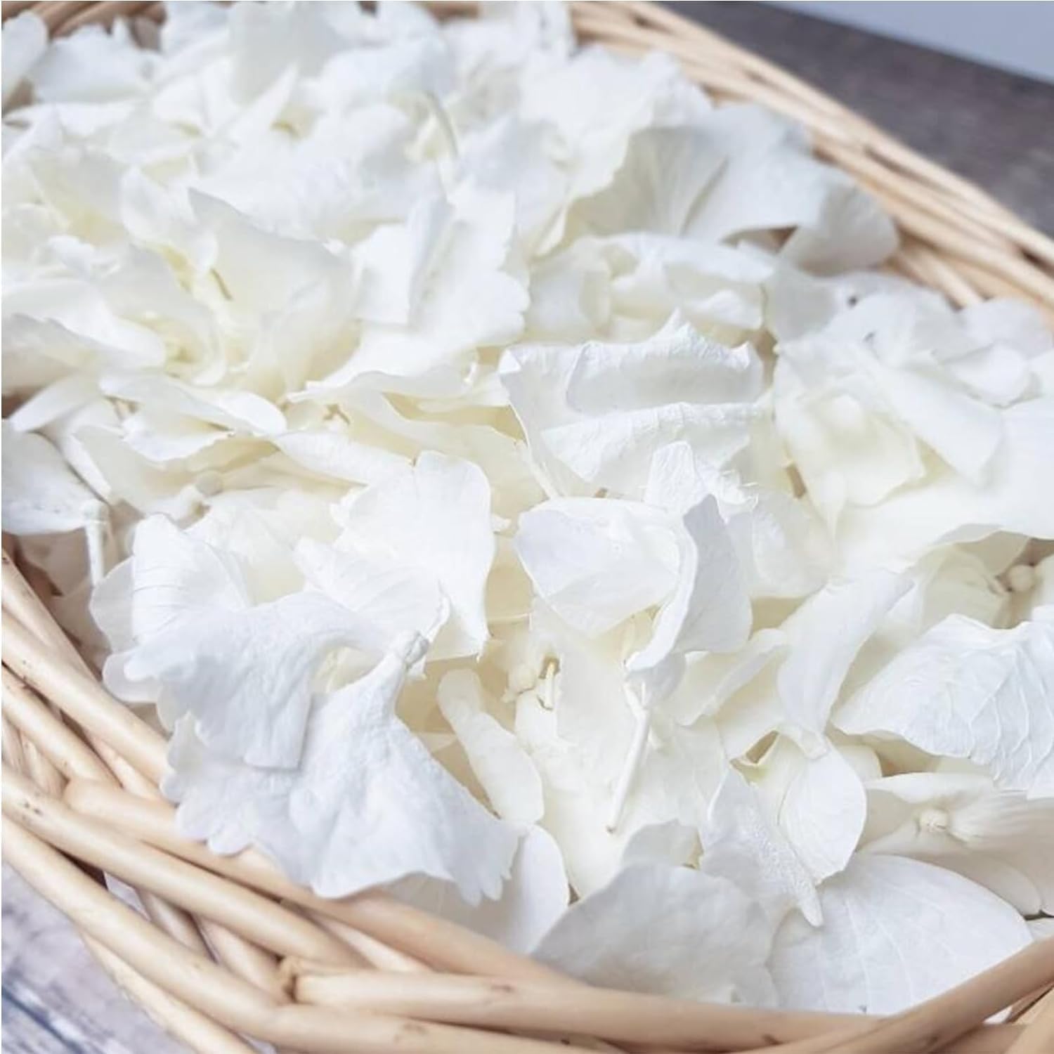 1500Pcs Real Dried Ivory White Hydrangea Petals
