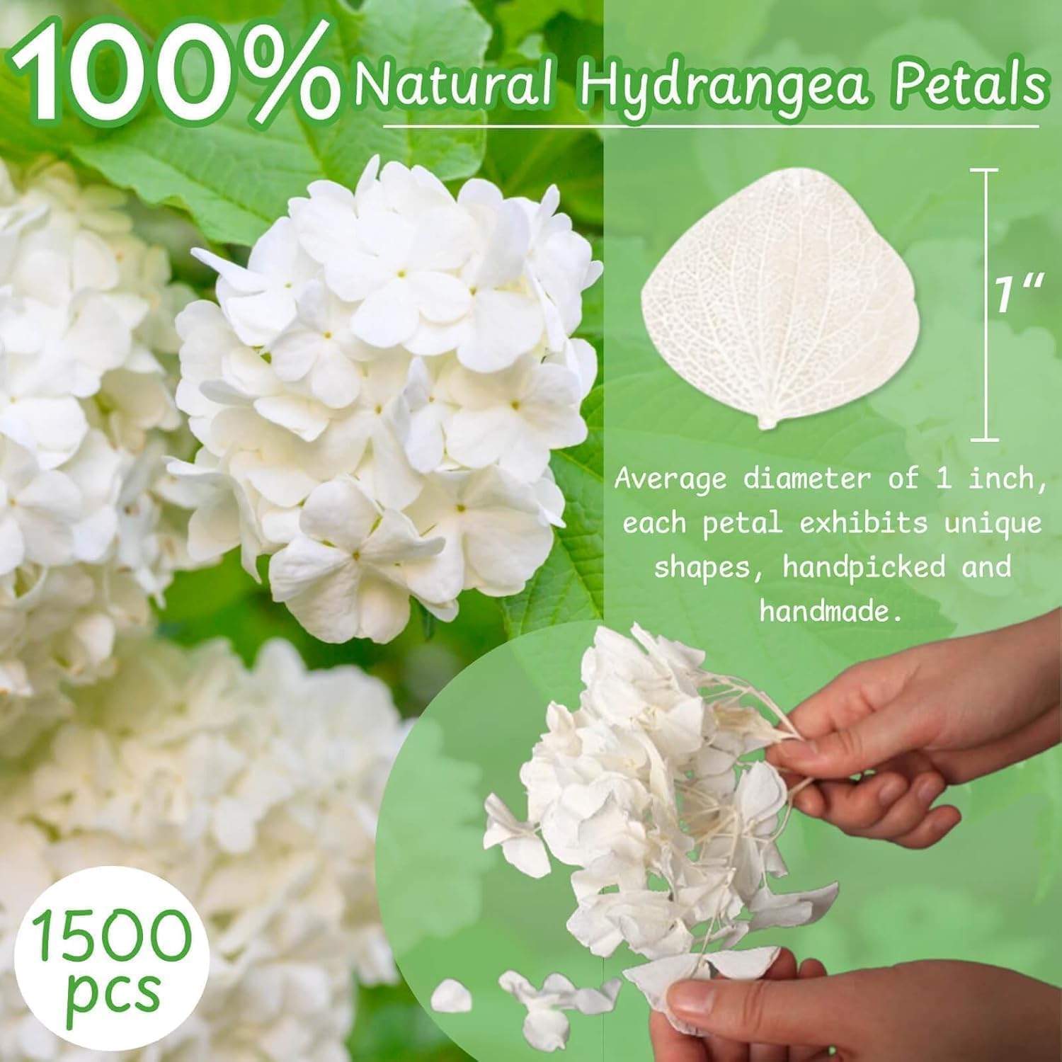 1500Pcs Real Dried Ivory White Hydrangea Petals