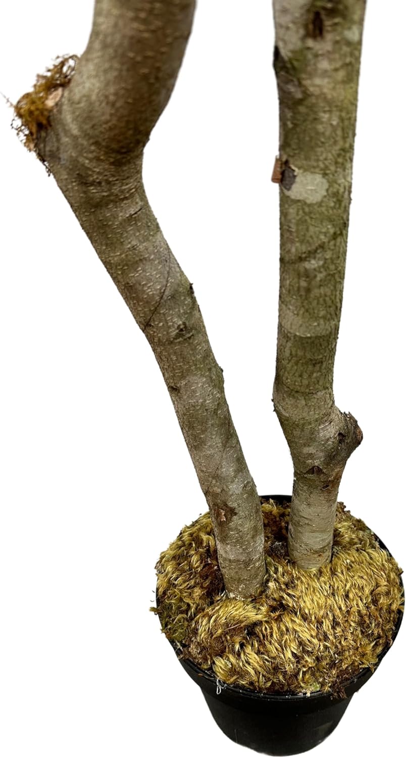 Cypress Alabaster 6ft Italian Black Olive Leaf Artificial Tree with Real Wood Trunk