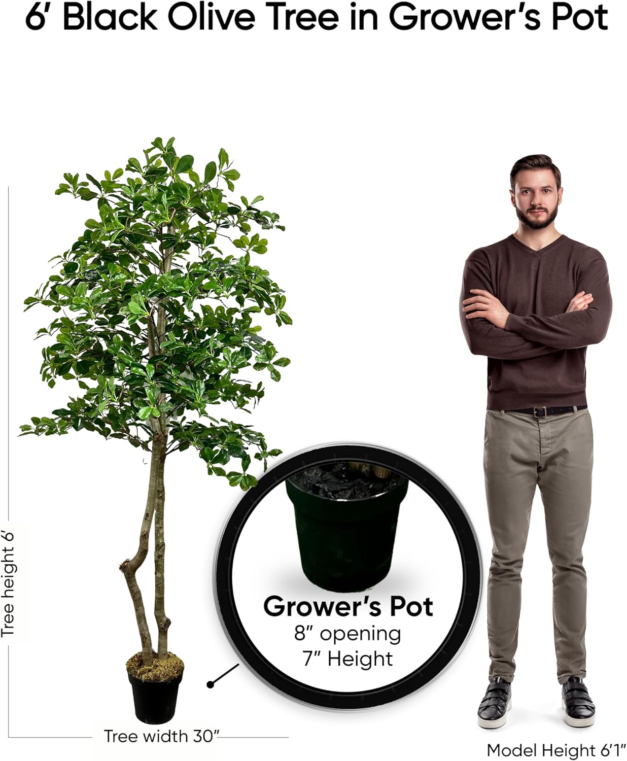 Cypress Alabaster 6ft Italian Black Olive Leaf Artificial Tree with Real Wood Trunk