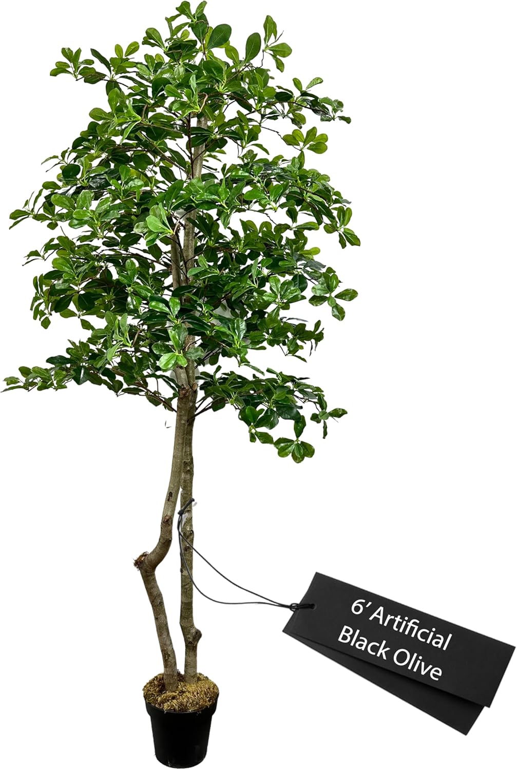 Cypress Alabaster 6ft Italian Black Olive Leaf Artificial Tree with Real Wood Trunk